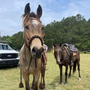 Meet your Posher, Brie